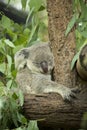 Australian koala bear sitting on a branch