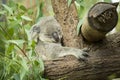 Australian koala bear sitting on a branch