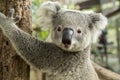 Australian koala bear sitting on a branch