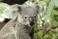 Australian koala bear sitting on a branch