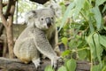 Australian koala bear sitting on a branch