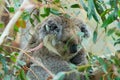 Australian koala bear sleeping on a branch of eucalyptus tree in Victoria, Australia.