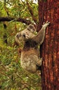 Australian koala bear wild free in forest gum trees Stradbroke Island, Australia