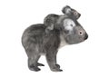 Australian Koala Bears Royalty Free Stock Photo