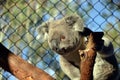 Australian Koala in captivity