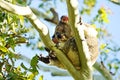 Australian koala climbing gum tree eating leaves wild and free Royalty Free Stock Photo