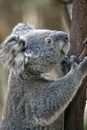 An Australian koala Royalty Free Stock Photo