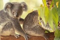 Australian koala joey Royalty Free Stock Photo