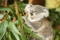 Australian koala joey Royalty Free Stock Photo