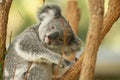 Australian koala joey Royalty Free Stock Photo