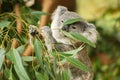 Australian koala joey Royalty Free Stock Photo