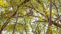 Australian Koala And Joey In Natural Habitat Royalty Free Stock Photo