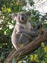 Australian koala looking at the camera Royalty Free Stock Photo