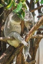 Australian koala (Phascolarctos cinereus) is a species of mammal, an arboreal herbivore.