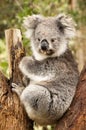 Australian Koala Royalty Free Stock Photo