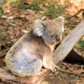 Australian koala Royalty Free Stock Photo