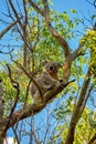 An Australian Koala Sitting In A Gum Tree Royalty Free Stock Photo