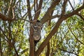 Australian Koala Sitting In A Tree Very Cute Royalty Free Stock Photo