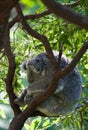 Australian koala in a tree Royalty Free Stock Photo