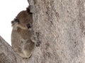 australian Koala in tree Royalty Free Stock Photo
