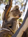 Australian Koala on a tree Royalty Free Stock Photo