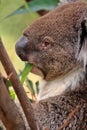Australian Koala Up A Tree Royalty Free Stock Photo