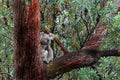Australian Koala wild & free in big old gum tree Royalty Free Stock Photo