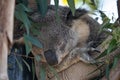 Australian koalas