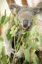 Australian Koalas