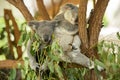 Australian Koalas