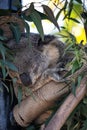 Australian koalas