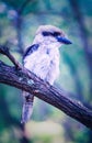 australian kokaburra siting in the tree western australia bird portrait