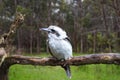 Australian Kookaburra Royalty Free Stock Photo