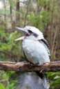 Australian Kookaburra Royalty Free Stock Photo