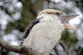 Australian Kookaburra Royalty Free Stock Photo