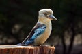 Australian Kookaburra Royalty Free Stock Photo