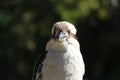 Australian Kookaburra bird profile Royalty Free Stock Photo