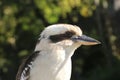 Australian Kookaburra bird side profile Royalty Free Stock Photo