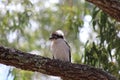 Australian kookaburra bird in tree