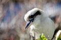 Australian kookaburra close up Royalty Free Stock Photo