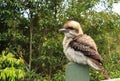 Australian kookaburra on garden post Royalty Free Stock Photo