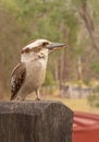 Australian Kookaburra or Laughing Jackass Royalty Free Stock Photo