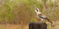 Australian Kookaburra Laughing Jackass Royalty Free Stock Photo