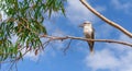 Kookaburra in a gum tree Royalty Free Stock Photo