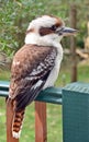 Australian Kookaburra