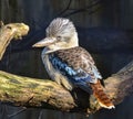 Australian kookaburra perched on a branch