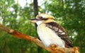 Australian Kookaburra Royalty Free Stock Photo