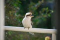 Australian Kookaburra perching on a railing Royalty Free Stock Photo