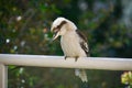 Australian Kookaburra perching on a railing Royalty Free Stock Photo