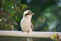 Australian Kookaburra perching on a railing Royalty Free Stock Photo